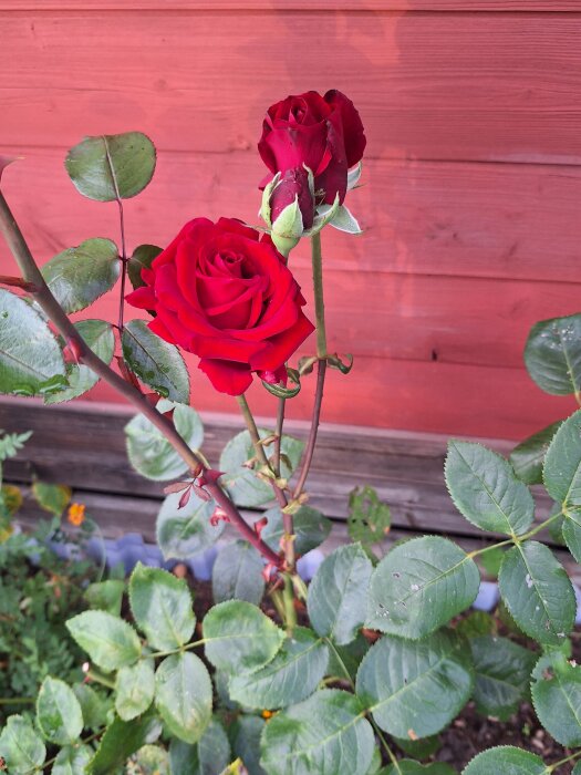Rödrosor mot en träpanel i en trädgård, omgivna av gröna blad. En knopp och en utslagen blomma syns tydligt.