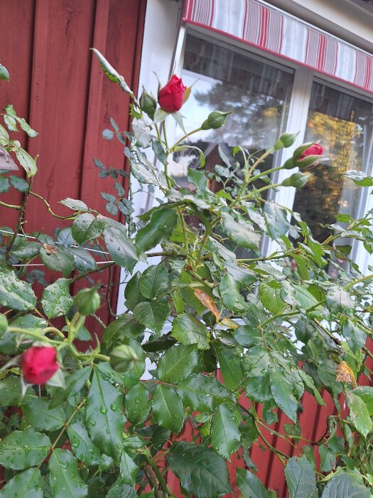 Rödrosa buskrosor framför husfasad med fönster i bakgrunden.