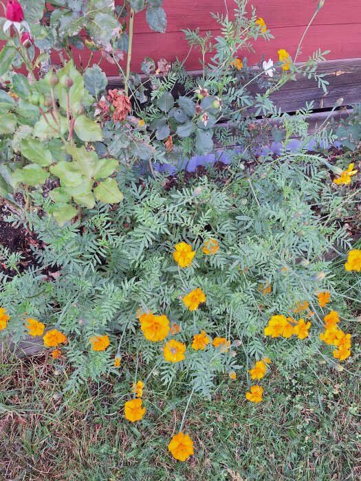En trädgård med tagetes och rosbuskar, inklusive rödrosa och vita rosor, framför en röd vägg.