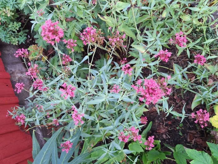 Rödrosafärgad buskros i trädgårdsmiljö med gröna blad och en röd trävägg i bakgrunden.