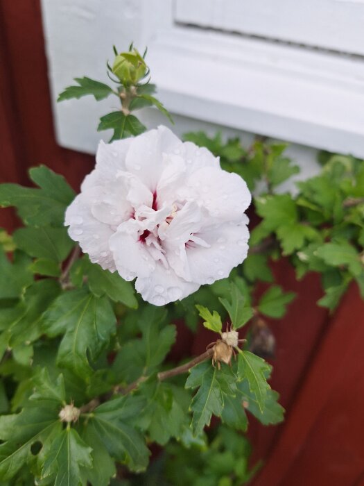 Vit blomma med daggdroppar i trädgården, omgiven av gröna blad, framför en röd bakgrund.