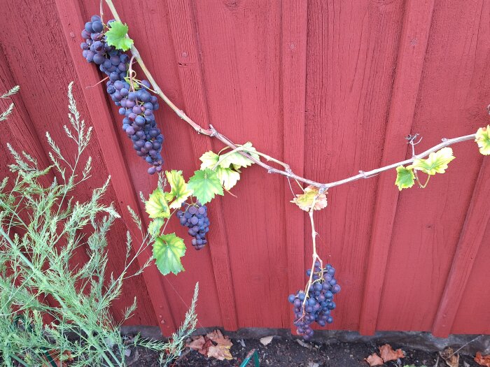 Vinrankor med mörklila druvklasar växer mot en röd trävägg, omgivna av gröna blad.