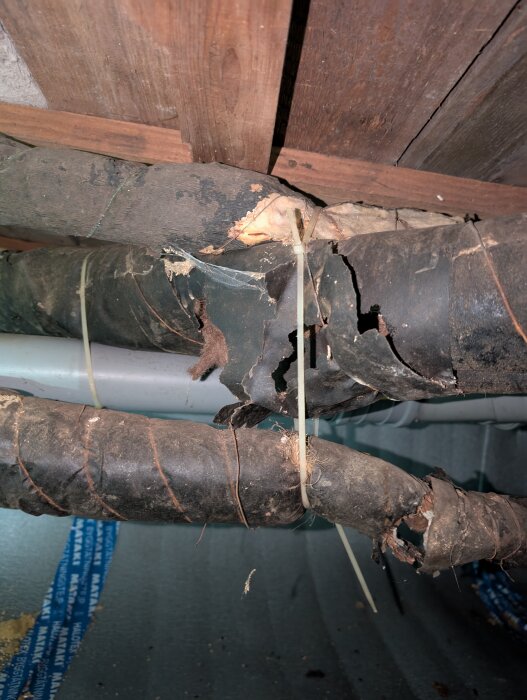 Skadad rörisolering i krypgrund på ett gammalt hus, potentiellt asbest, orsakad av skadedjur.