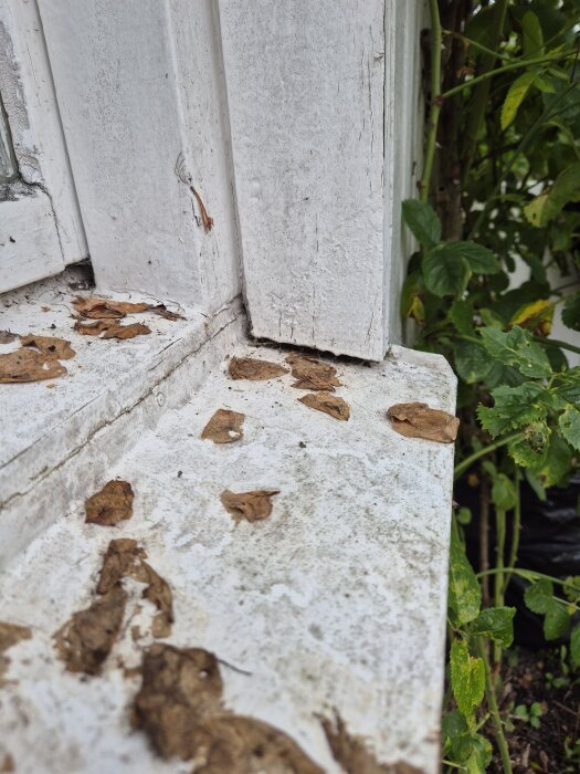 Närbild av en sliten fönsterbleck med torra löv, intill en vit husvägg och gröna växter i bakgrunden.