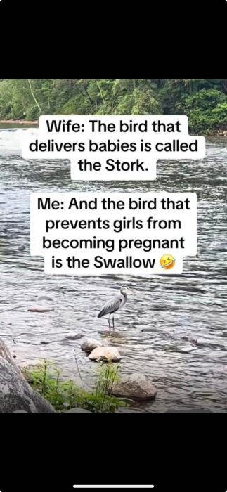 En häger vid en flod med en text ovanför som innehåller en humoristisk ordlek om storkar och svalor.