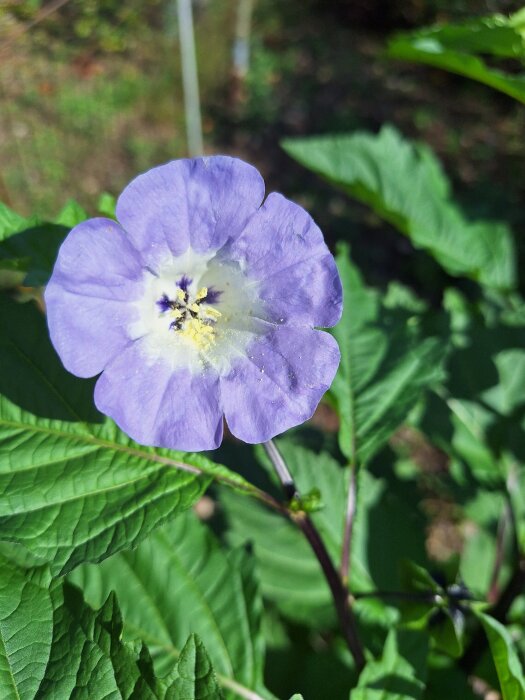 Närbild av en lila ballongblomma med gula blommor i mitten, omgiven av gröna blad i hönsgården.
