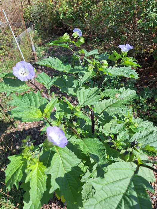 Ballongblomma med lila blommor i en hönsgård omgiven av grönska och stängsel.