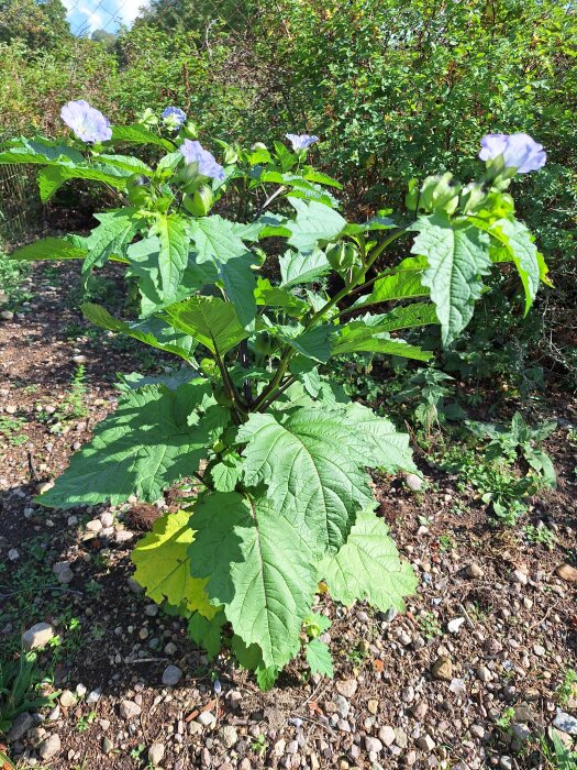 Ballongblomma med stora gröna blad och ljuslila blommor i en hönsgård med grönska i bakgrunden.