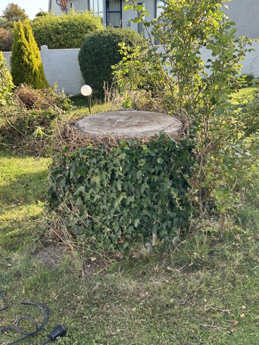 Stubbe täckt med murgröna, omgiven av buskar och gräs, möjligen en skyddsbarriär mot vatten vid husfasaden i bakgrunden.