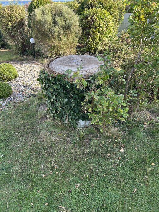 Stor trädstam täckt av murgröna i trädgård, omgiven av buskar och grus.