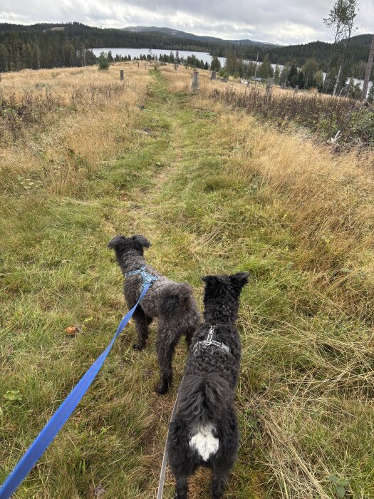 Två hundar i koppel går på en grön stig på en höstig äng med skog och en sjö i bakgrunden under en molnig himmel.