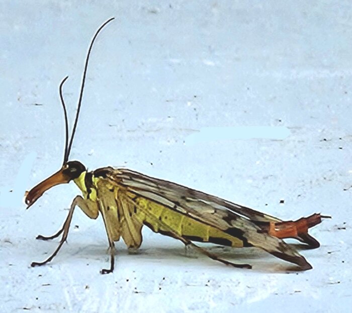 Skorpionslända på ett biltak, närbild visar detaljer av insekten som mäter 15 mm med smala vingar och lång antenn, taget med förra årets kameramodell.