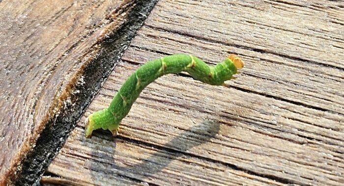 Grön larv i rörelse på träyta, fotograferad i närbild med tydliga detaljer av segment och färger.