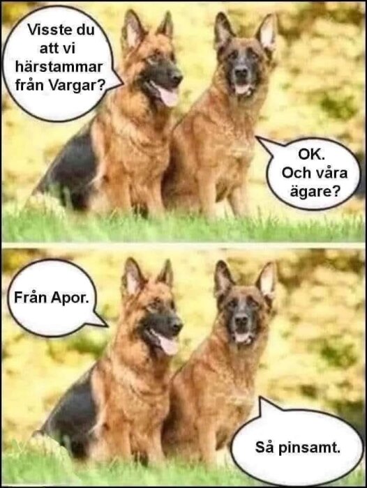 Två schäferhundar sitter på en gräsmatta i en tecknad dialog om sin härkomst, där den andra kommenterar att deras ägare stammar från apor.