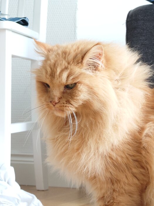 En äldre, fluffig orange katt sitter på golvet och ser lugn ut. Bakom katten syns delar av en stol och en soffa.