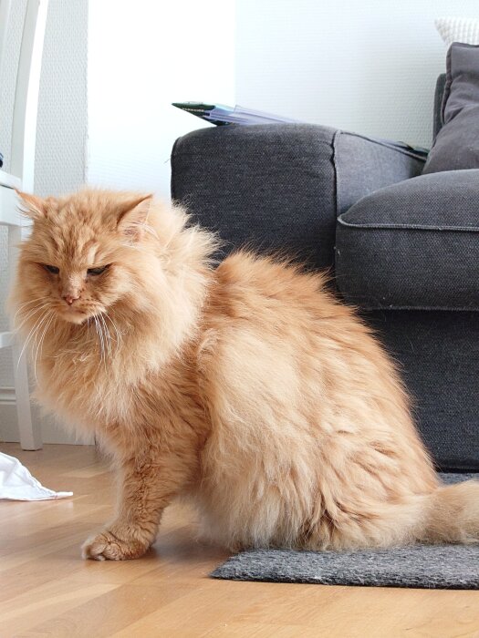 Äldre röd katt sitter på ett trägolv bredvid en grå soffa, ser lugn ut men med lite sorgsen blick.