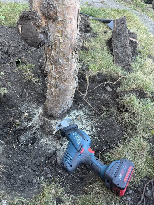 Batteridriven tigersåg ligger på marken bredvid en delvis uppgrävd och avsågad stubbe i en trädgård.