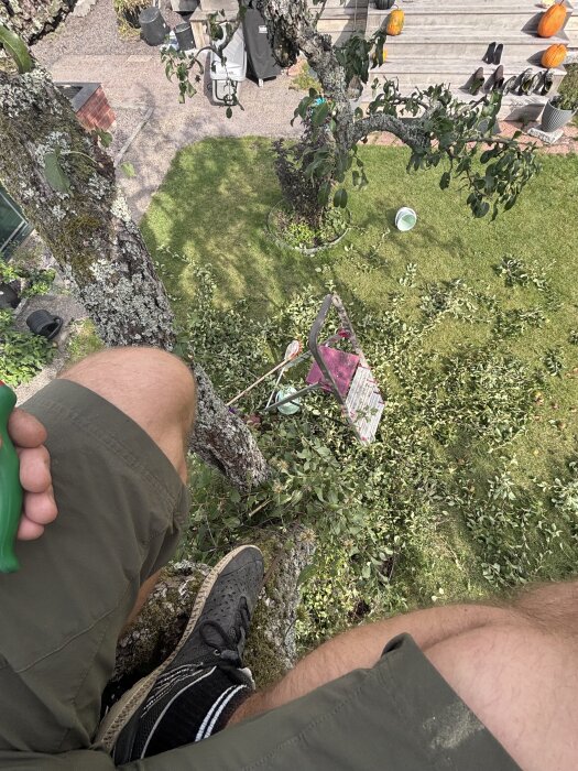 Person i shorts sitter i ett päronträd, utsikt mot gräsmatta och grenar på marken, en stege syns.