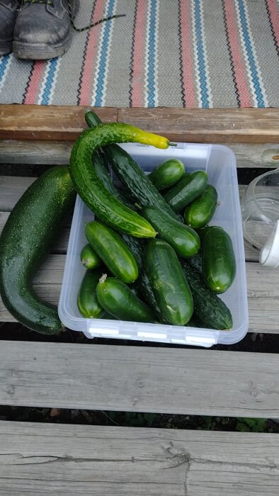 En låda med stora gurkor, några med hårdare skal och större kärnor, ligger på en trätrappa bredvid ett par stövlar.