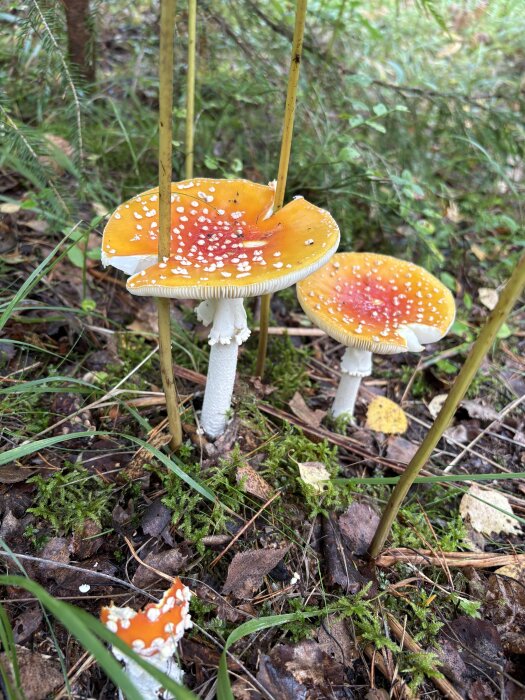 Flugsvampar med röda hattar och vita prickar växer på en skogsstig bland mossa och löv.