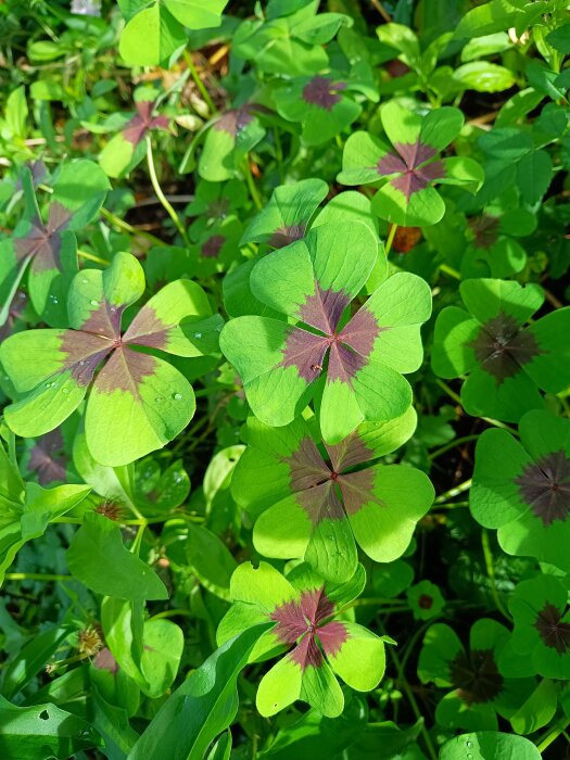 Rosettoxalis med gröna blad och mörkare mönster i mitten, fotograferade i trädgårdsmiljö.