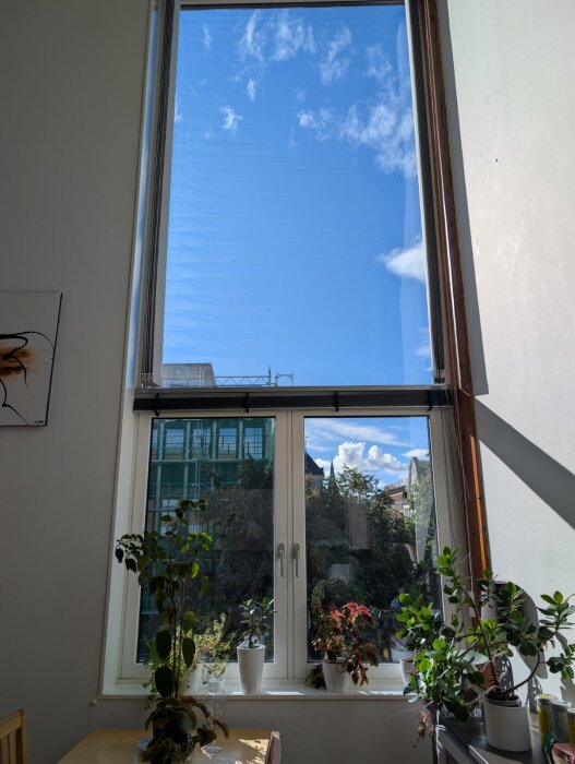 Stort fönster med klarblå himmel utomhus, och flera krukväxter står på en fönsterbräda inomhus.