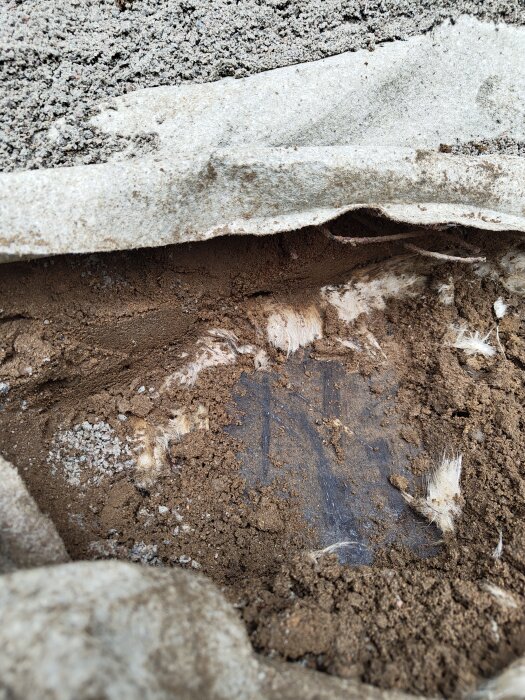 Vit trådigt material och järnyta i jordlager, med fuktig mark och markduk i bakgrunden, del av en undersökning av gammal jordkällare.