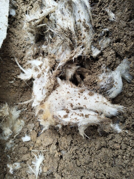 Vitt, fluffigt, nästan ulligt material blandat med jord i utgrävd jordkällare, fotat på nära håll.