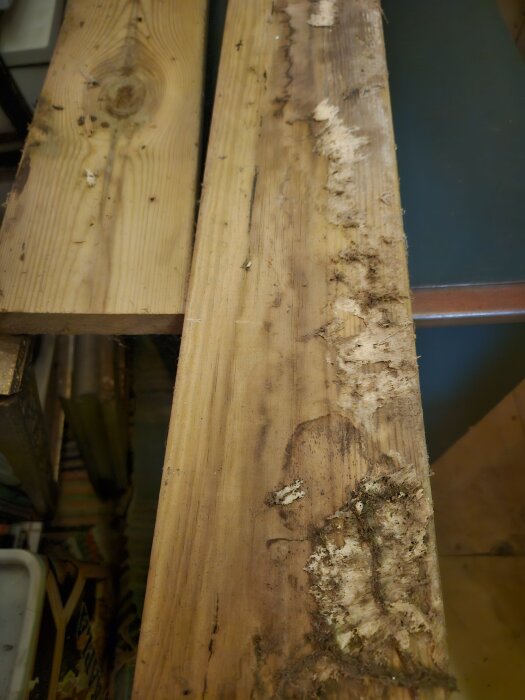 Träplanka med misstänkt påväxt eller mögel, troligen från tidigare installation mot betongvägg, med missfärgningar och fuktfläckar.