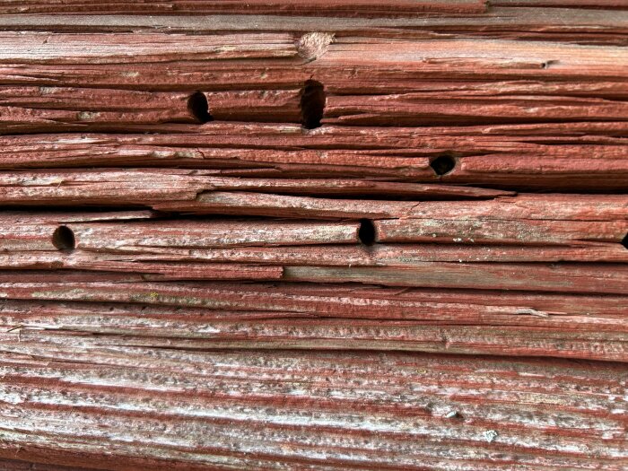 Närbild på en stock från ett gammalt timmerhus med flera små hål, potentiellt orsakade av husbockens angrepp.