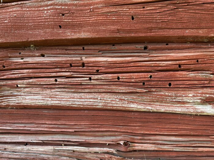 Små hål i rödmålade timmerstockar på ett gammalt hus, potentiellt tecken på träskadeinsekter som husbock.