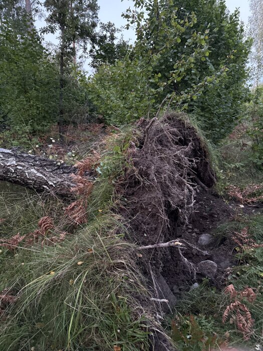 Omkullblåst träd i skog med synliga rötter och jord.