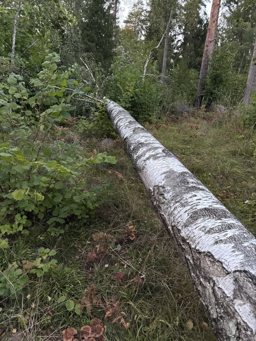 Fällt träd ligger i gräset bland andra träd och buskar i en skog.