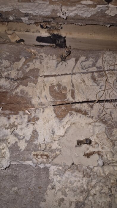 Gammal rötskada på överliggare i trähus, med synliga tecken på mögel eller svampangrepp.