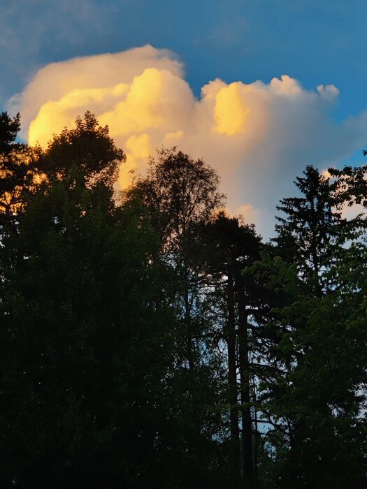 Trädtoppar mot en blå himmel med stora, solbelysta moln i bakgrunden.