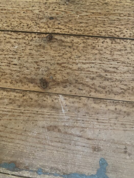 Trägolv med små mörka prickar, möjligtvis svartmögel efter borttagning av vinylgolv i ett hus från 1930.