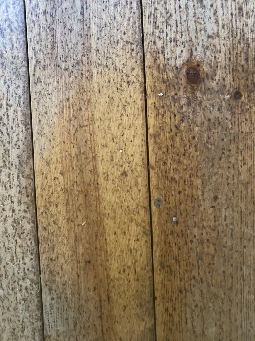 Gammalt trägolv med små svarta prickar, eventuellt svartmögel, synliga på ytan efter att vinylgolvet har tagits bort i ett hus från 1930.