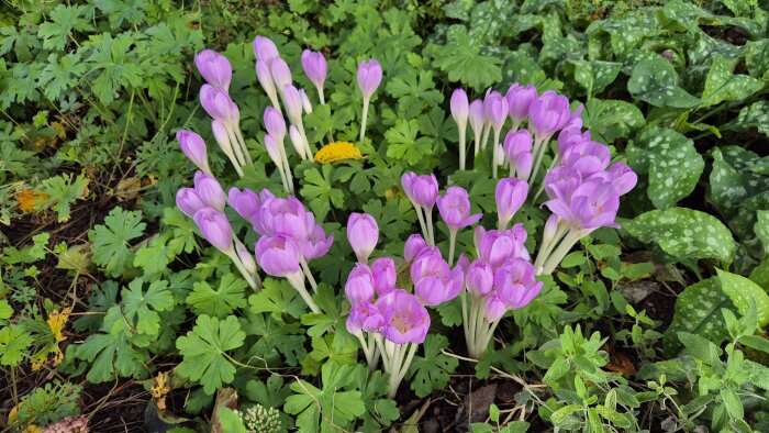 Lila krokusar omgivna av gröna blad i en trädgård.