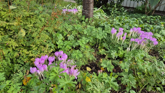 Lila krokusar blommar i en grönskande trädgård med varierande växtlighet, omgivna av frodigt gröna blad och små trädstammar i bakgrunden.