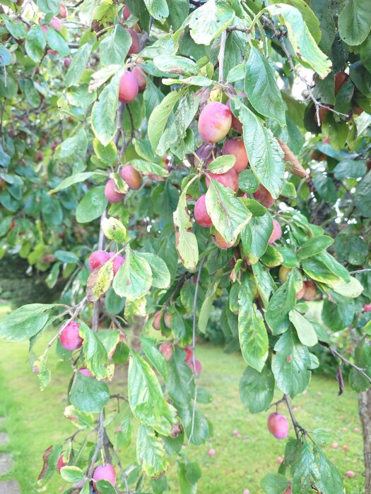 Grenar av ett plommonträd med mogna, rosa plommon och gröna blad, mot en bakgrund av en grön gräsmatta.