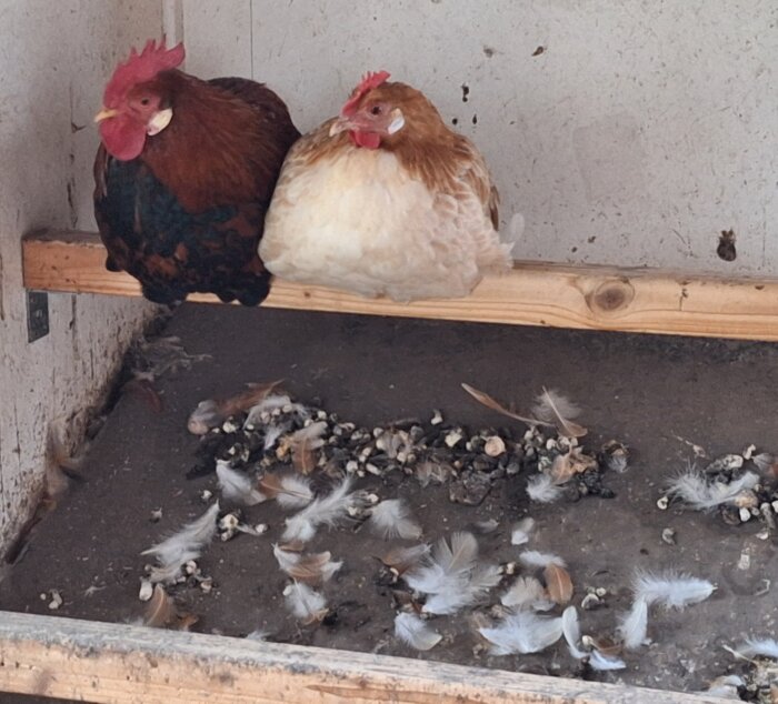 Två hönor sitter på en sittpinne i ett hönshus, omgivna av lösa fjädrar på golvet nedanför.