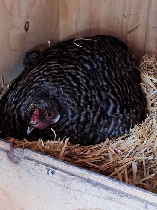 Äldre höna ligger och ruvar i ett rede av halm inuti en träbox.