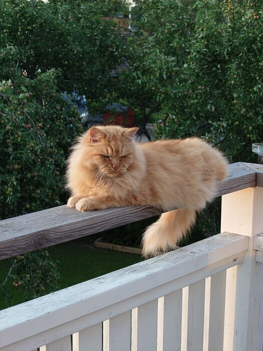 En fluffig orange katt ligger avslappnat på ett balkongräcke med grönskande träd i bakgrunden.