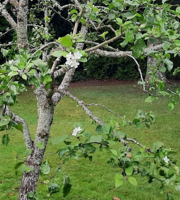Äppelträd med blommor i september, med grön gräsmatta i bakgrunden.
