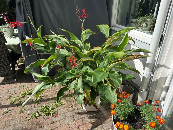 Röd Canna och Dahlior i krukor vid en uteplats.