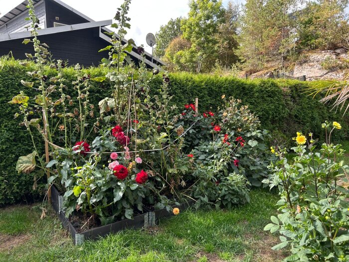 Blomrabatt med röda Canna-liljor, Dahlior och annan växtlighet framför en häck.
