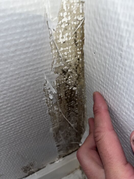Vägg med spricka och misstänkt mögelangrepp i hörn, handen pekar mot området.
