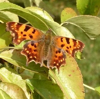 En vinbärsfuks fjäril med karakteristiska orange och svarta mönster ses sitta på gröna blad i en trädgård.