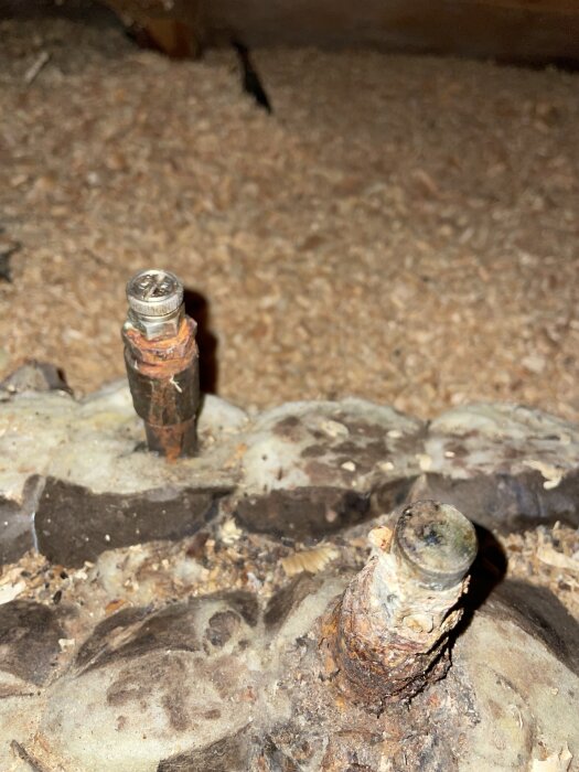 Två rostiga rörstumpar som sticker upp ur isoleringsmaterial, eventuellt för luftning i ett äldre värmesystem på vinden.