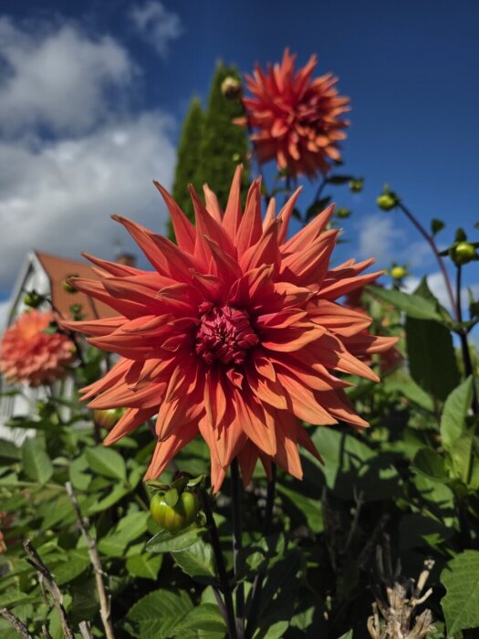 Röda dahlior i trädgård under blå himmel, med hus och buskar i bakgrunden.